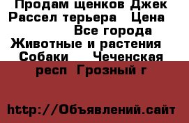 Продам щенков Джек Рассел терьера › Цена ­ 25 000 - Все города Животные и растения » Собаки   . Чеченская респ.,Грозный г.